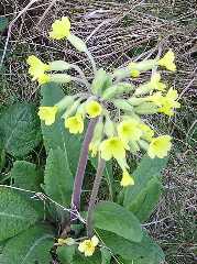 cowslip
